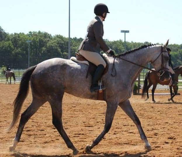 Clases de Equitación